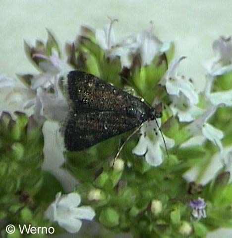 Heliothela wulfeniana (SCOPOLI, 1763)