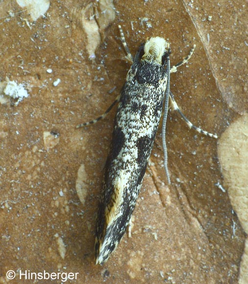 Nemapogon granella (LINNAEUS, 1758)