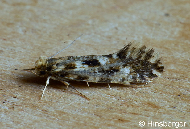 Nemapogon cloacella (HAWORTH, 1828)