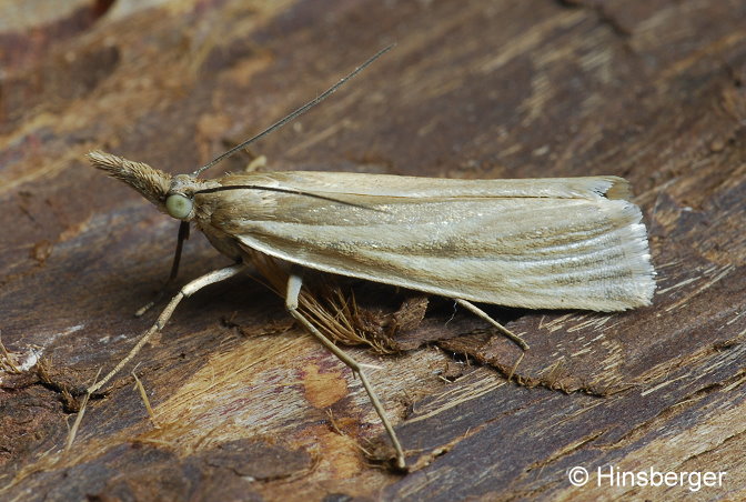 Crambus perlella (SCOPOLI, 1763)