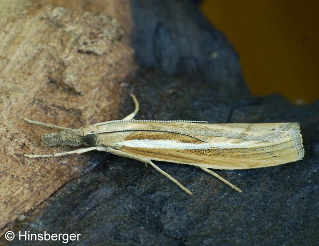 Agriphila tristella (DENIS & SCHIFFERMLLER, 1775)