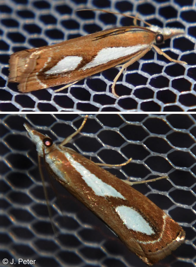 Catoptria mytilella (HBNER, 1805)