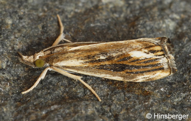 Catoptria verellus (ZINCKEN, 1817)