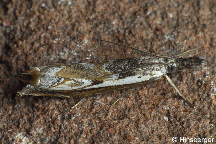 Platytes alpinella (HBNER, 1813)
