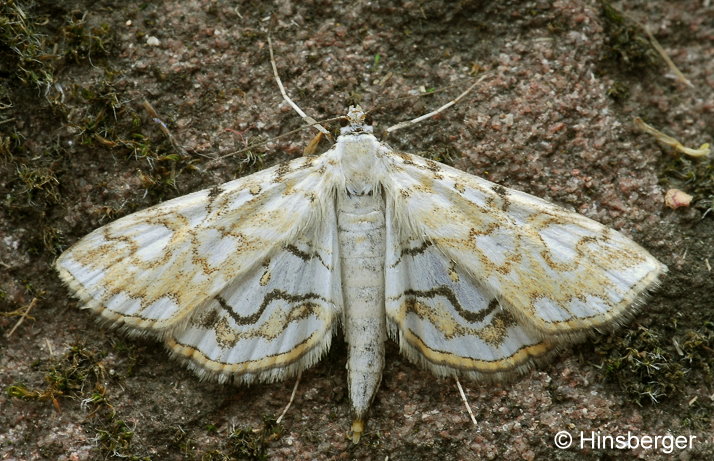 Elophila nymphaeata (LINNAEUS, 1758)