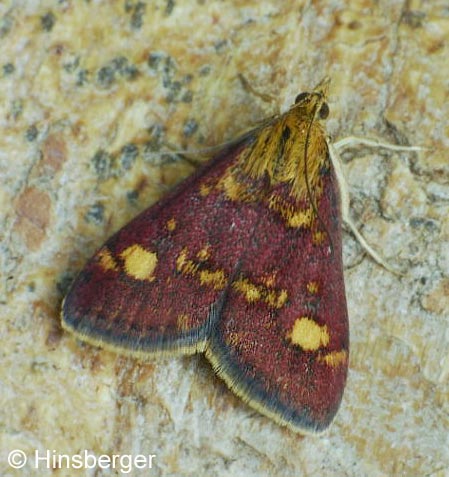 Pyrausta aurata (SCOPOLI, 1763)