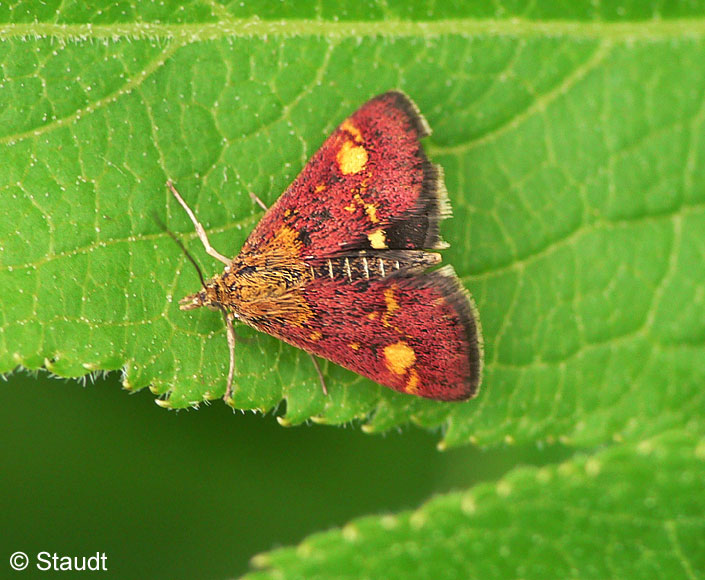 Pyrausta aurata (SCOPOLI, 1763)