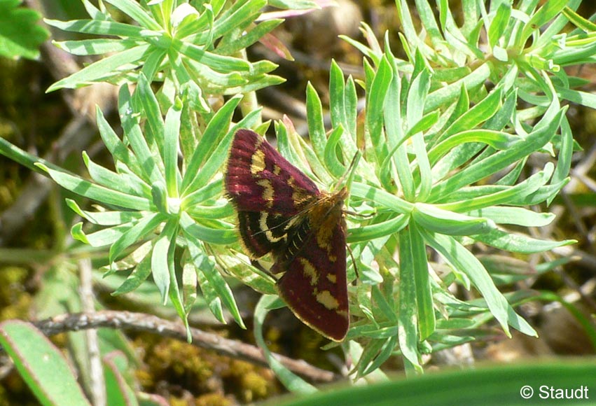 Pyrausta purpuralis (LINNAEUS, 1758)