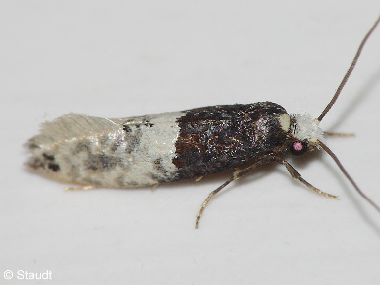 Trichophaga tapetzella (LINNAEUS, 1758)