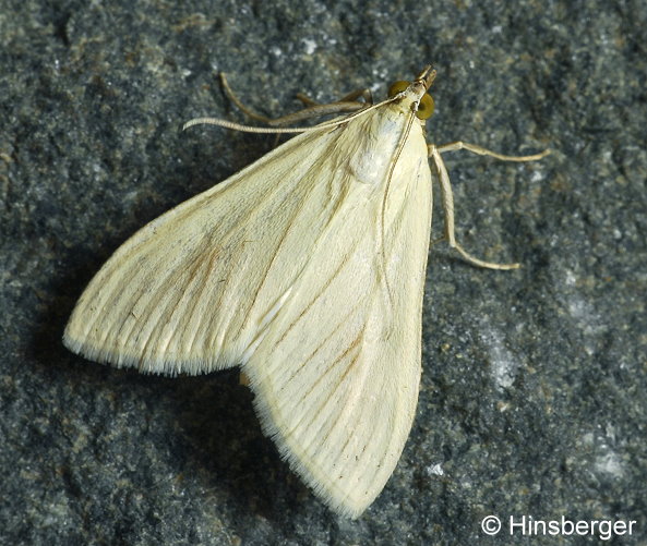 Sitochroa palealis (DENIS & SCHIFFERMLLER, 1775)