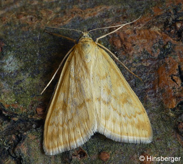 Sitochroa verticalis (LINNAEUS, 1758)