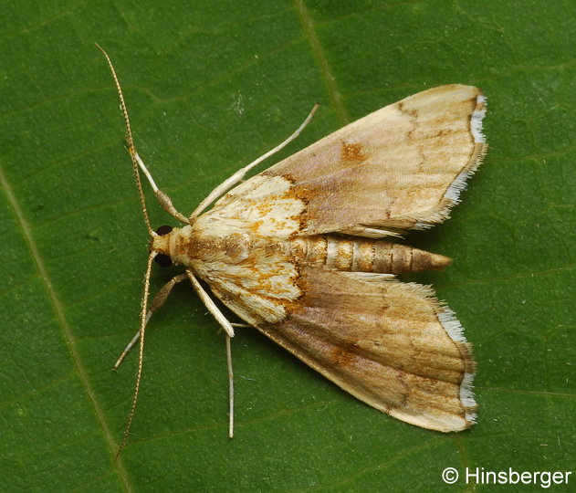 Agrotera nemoralis (SCOPOLI, 1763)