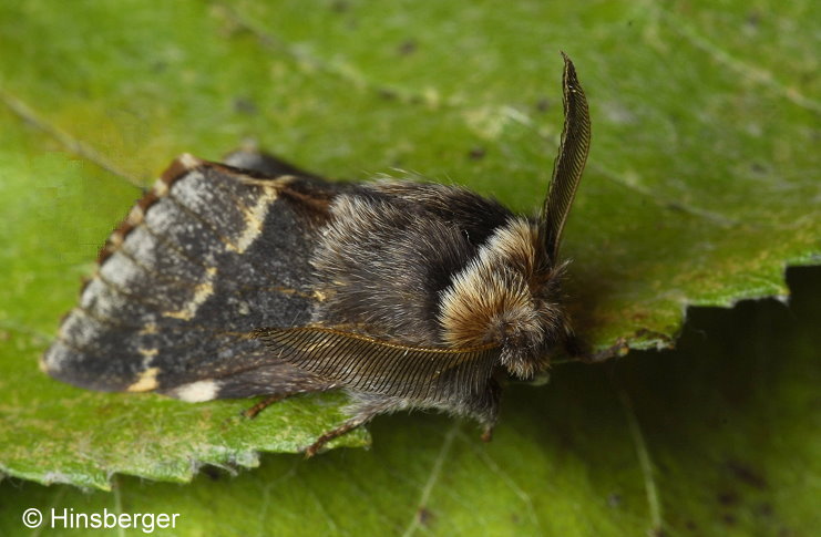 Poecilocampa populi (LINNAEUS, 1758)