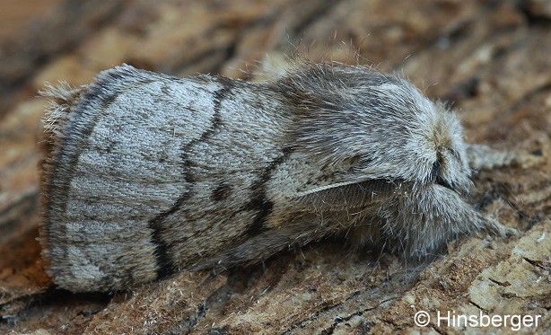 Trichiura crataegi (LINNAEUS, 1758)