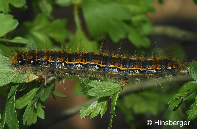 Trichiura crataegi (LINNAEUS, 1758)