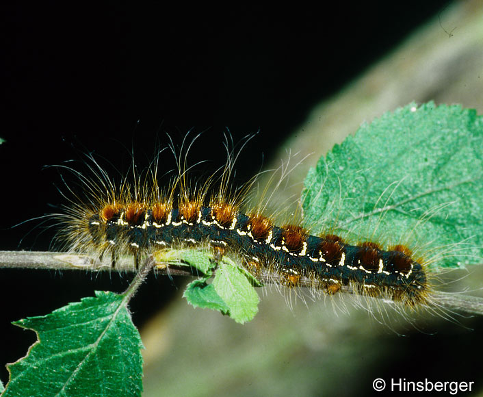 Eriogaster lanestris (LINNAEUS, 1758)