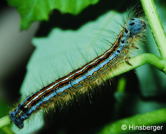 Malacosoma neustria (LINNAEUS, 1758)