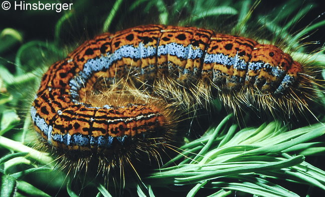 Malacosoma castrensis (LINNAEUS, 1758)