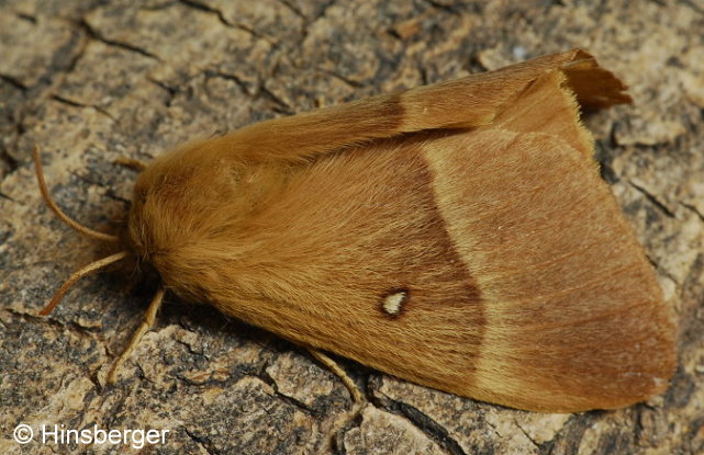 Lasiocampa quercus (LINNAEUS, 1758)