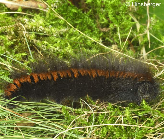 Macrothylacia rubi (LINNAEUS, 1758)