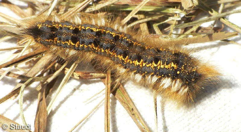 Euthrix potatoria (LINNAEUS, 1758)