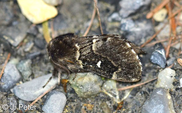 Cosmotriche lobulina (DENIS & SCHIFFERMLLER, 1775)