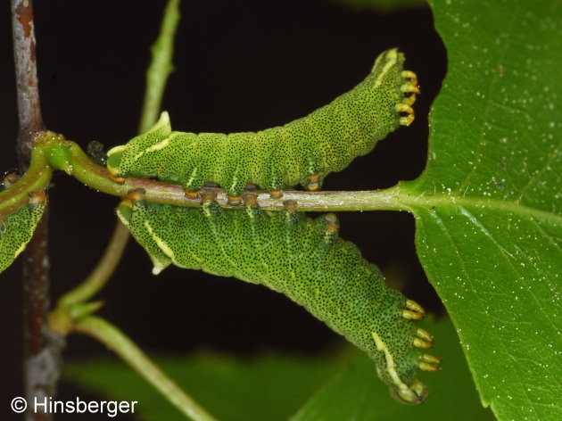 Endromis versicolora (LINNAEUS, 1758)