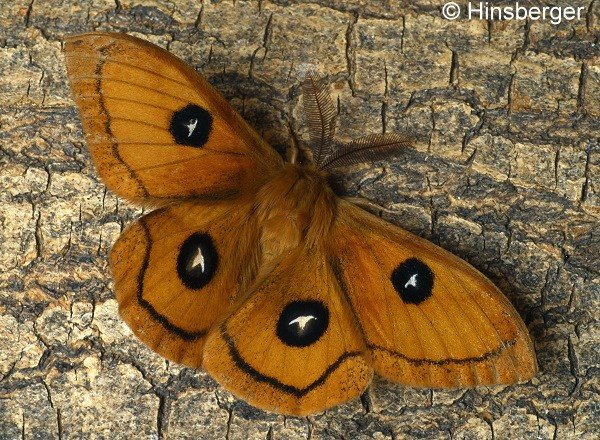 Aglia tau (LINNAEUS, 1758)