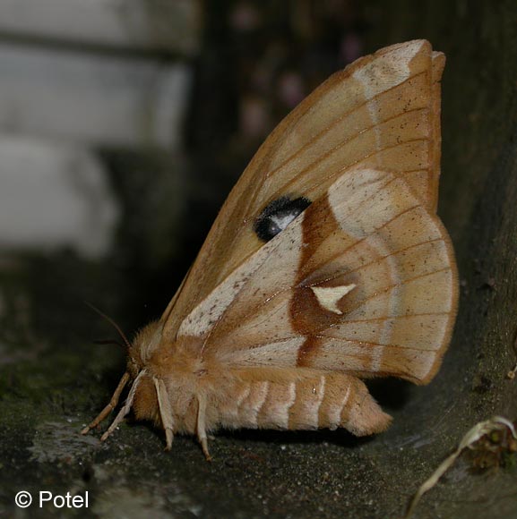 Aglia tau (LINNAEUS, 1758)