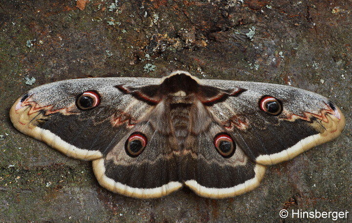 Saturnia pyri (DENIS & SCHIFFERMLLER, 1775)