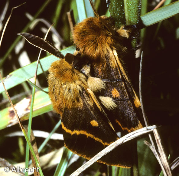 Lemonia dumi (LINNAEUS, 1761)