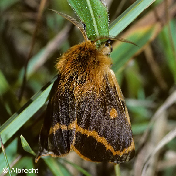 Lemonia dumi (LINNAEUS, 1761)