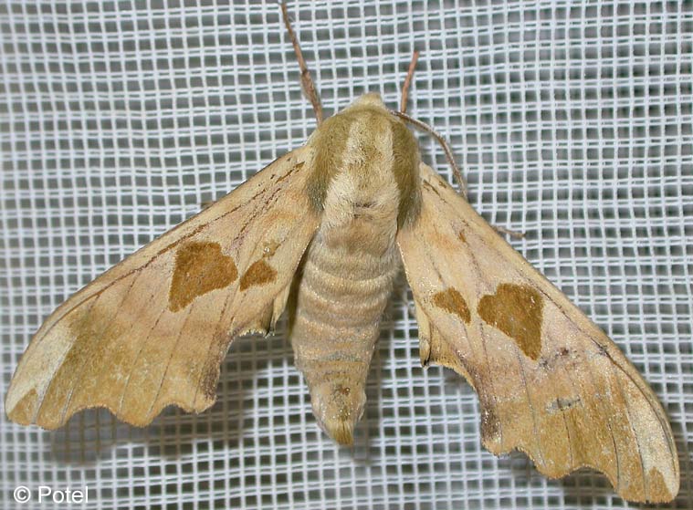 Mimas tiliae (LINNAEUS, 1758)