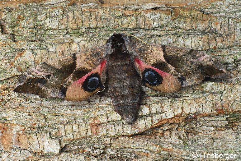 Smerinthus ocellata (LINNAEUS, 1758)