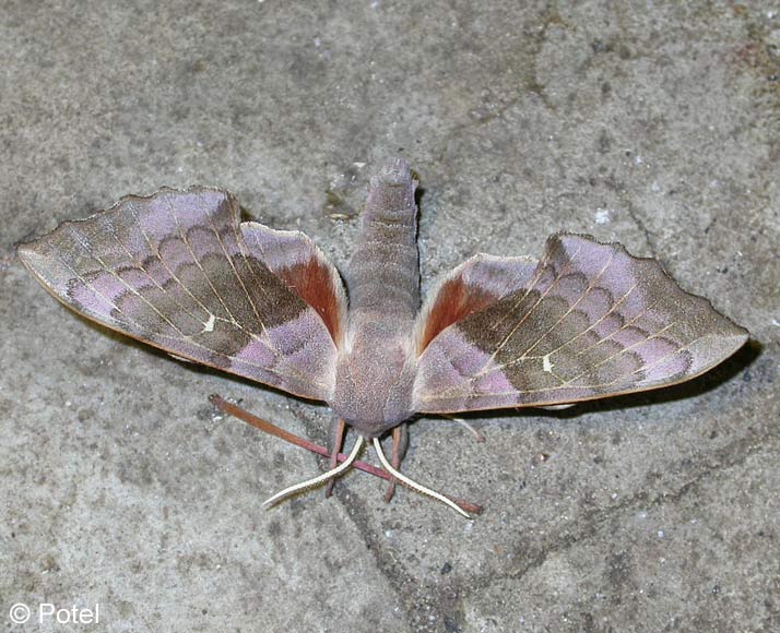 Laothoe populi (LINNAEUS, 1758)