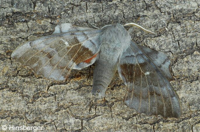 Laothoe populi (LINNAEUS, 1758)