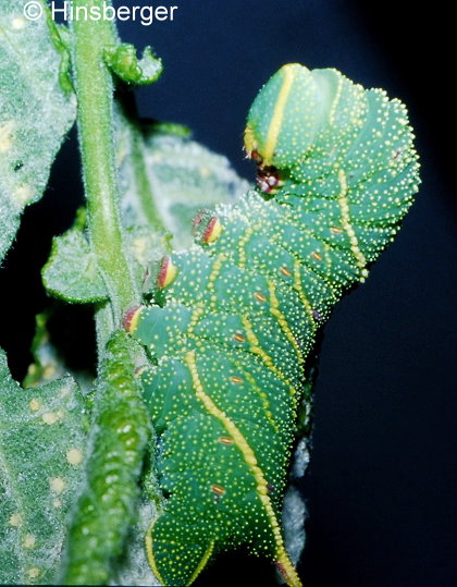 Laothoe populi (LINNAEUS, 1758)
