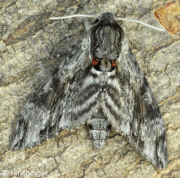 Agrius convolvuli (LINNAEUS, 1758)