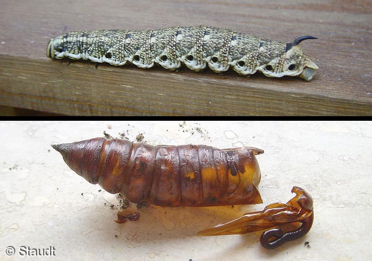 Agrius convolvuli (LINNAEUS, 1758)