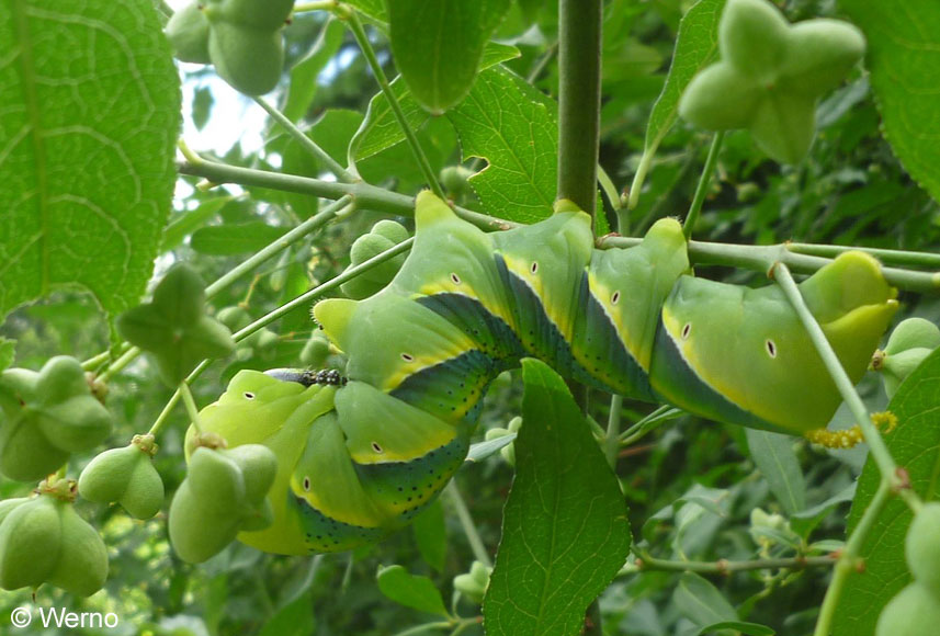 Acherontia atropos (LINNAEUS, 1758)
