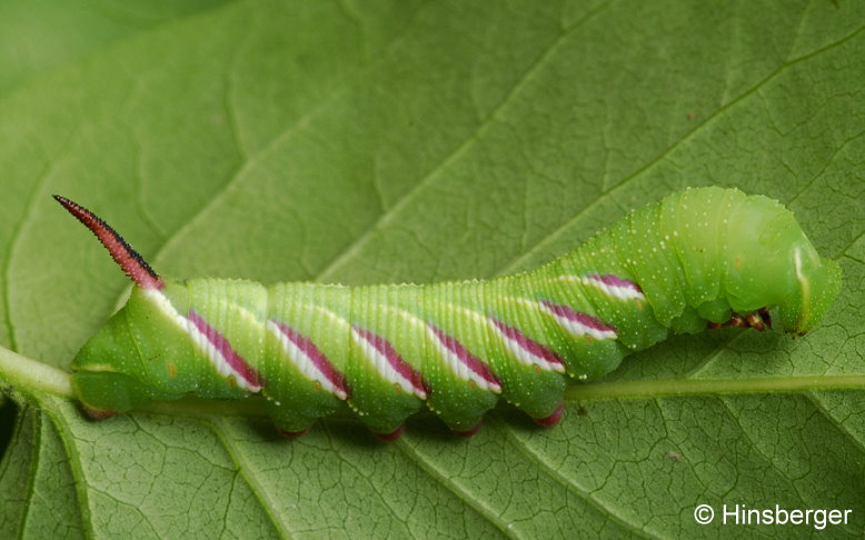 Sphinx ligustri LINNAEUS, 1758