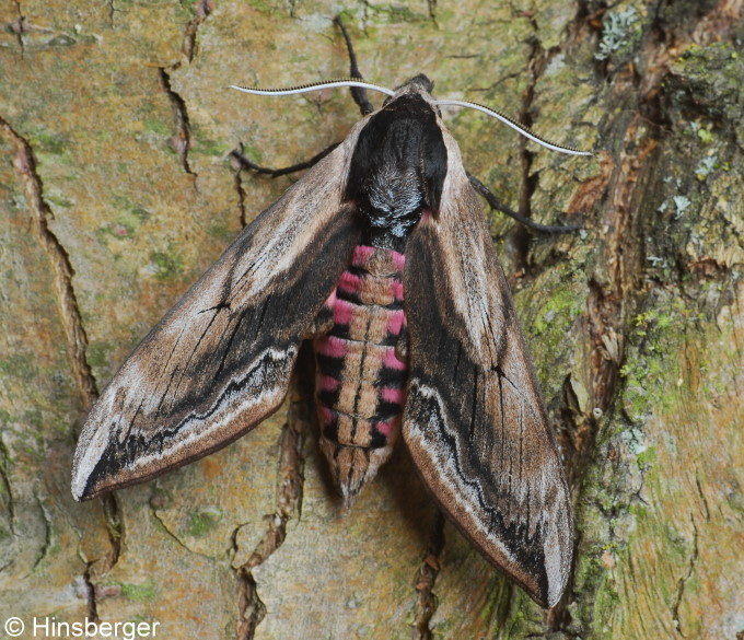 Sphinx ligustri LINNAEUS, 1758