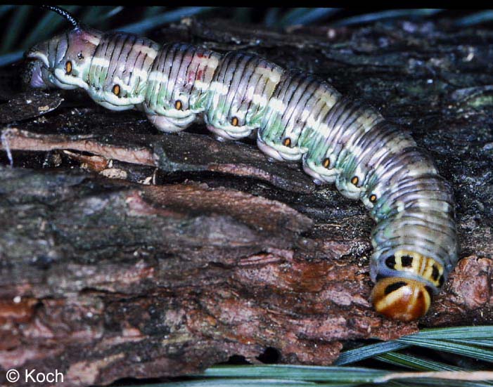 Hyloicus pinastri (LINNAEUS, 1758)