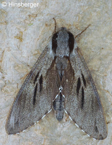 Hyloicus pinastri (LINNAEUS, 1758)