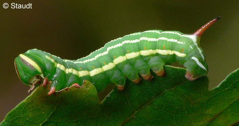 Hyloicus pinastri (LINNAEUS, 1758)