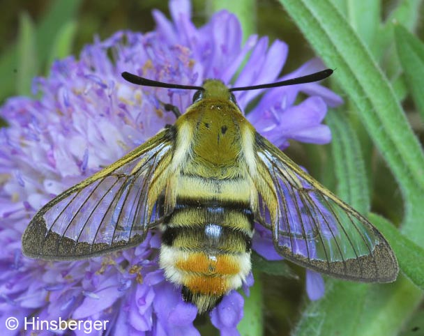Hemaris tityus (LINNAEUS, 1758)