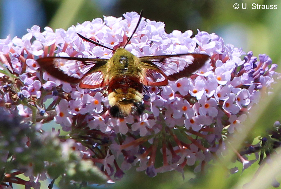 Hemaris fuciformis (LINNAEUS, 1758)