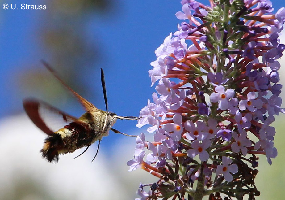 Hemaris fuciformis (LINNAEUS, 1758)