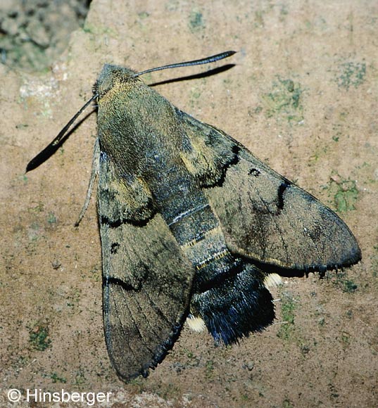 Macroglossum stellatarum (LINNAEUS, 1758)