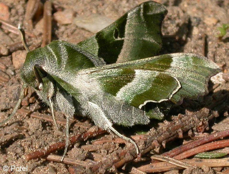 Proserpinus proserpina (PALLAS, 1772)